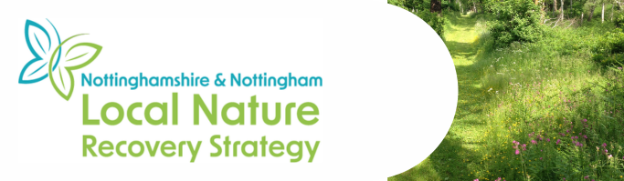 image text reads: Nottingham and Nottinghamshire Local Nature Recovery Strategy. Image of butterfly.